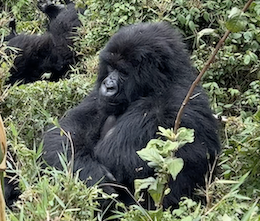 Screenshot 2025-02-24 at 10.45.09 AM copy Image